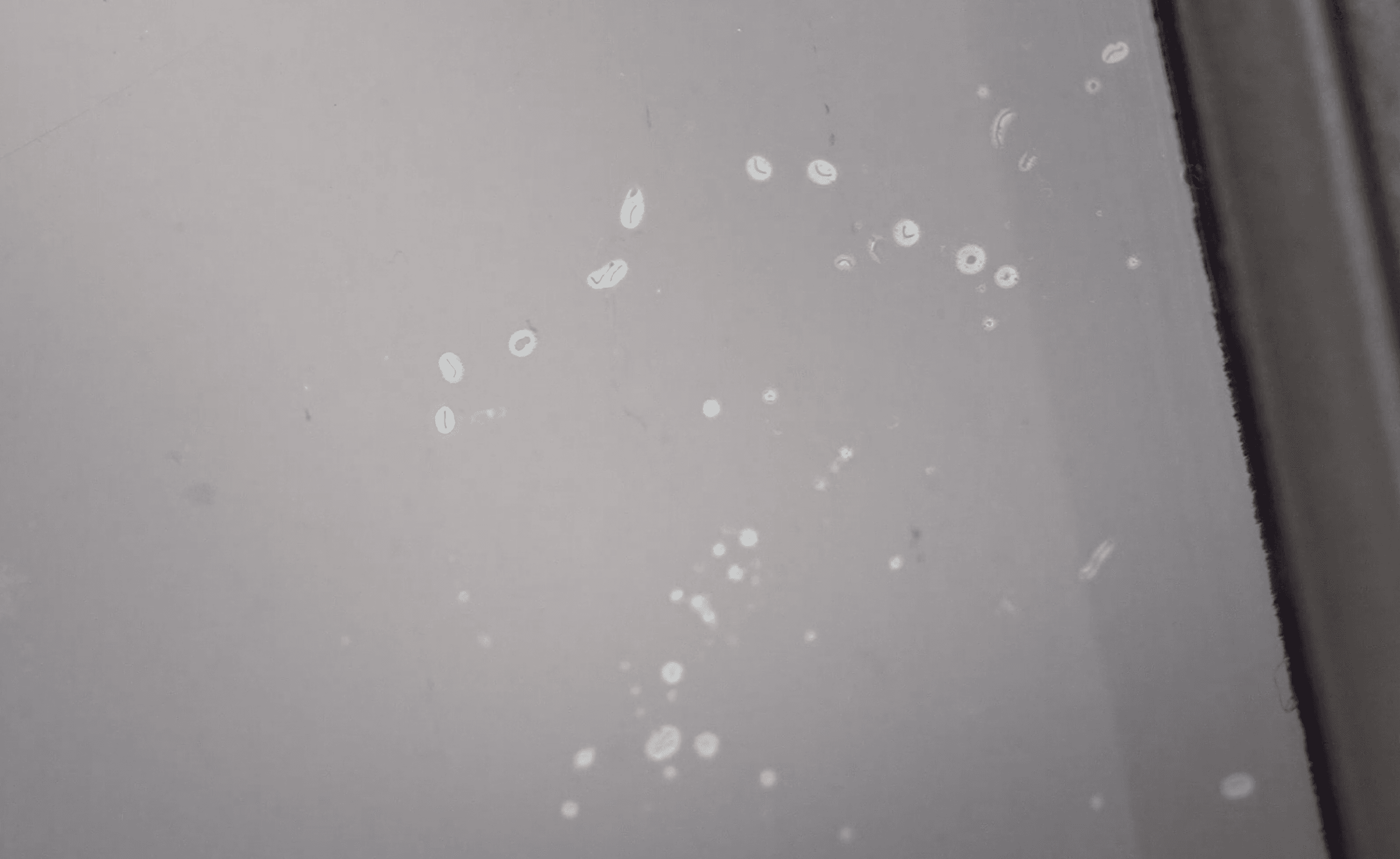 Macro close-up — surface detail showing water droplets during tint application